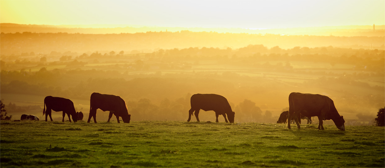 Mainland Grazing