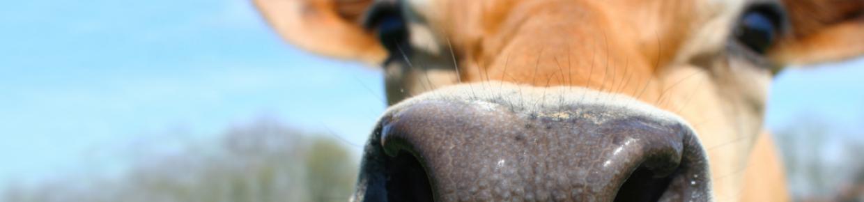cow1