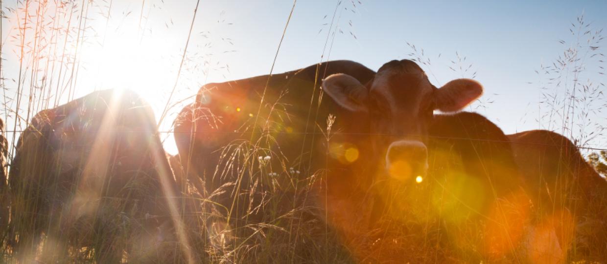 Replacement Livestock