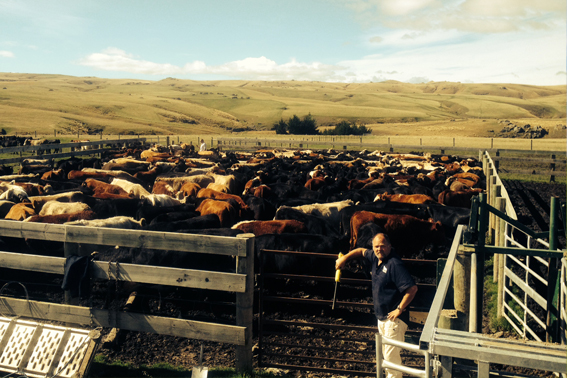 Grazing Farms